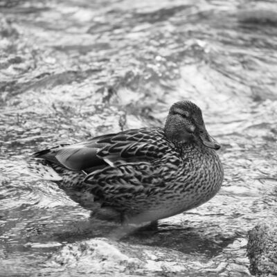 Zu Besuch am „ausgewilderten“ Inn