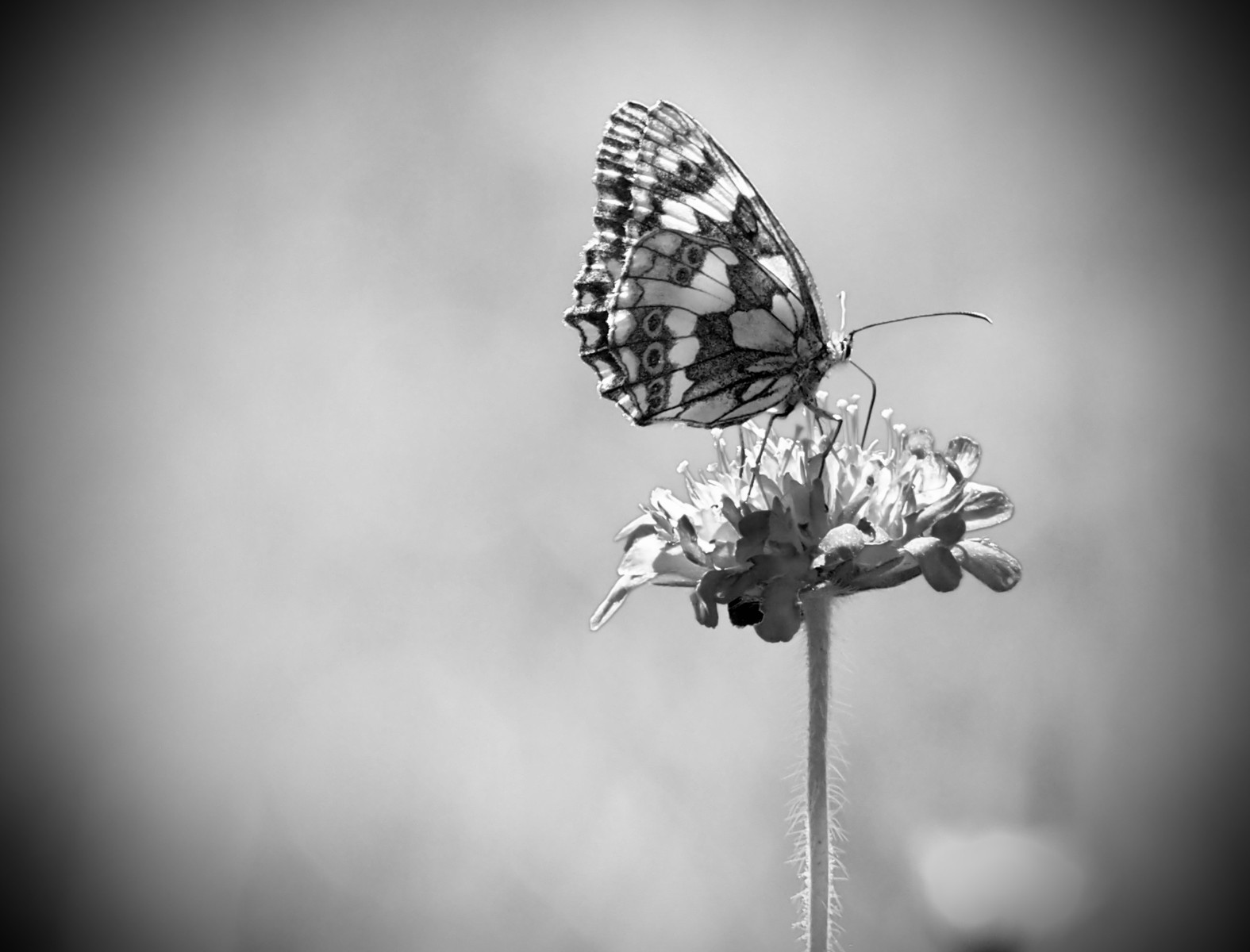 Schachbrettfalter auf Skabiosenflockenblume